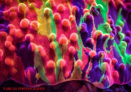 purple-monster-jawbreaker-mushroom 3.jpg