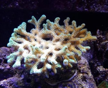 coral.jpg