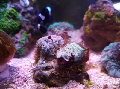resized acan pic.jpg
