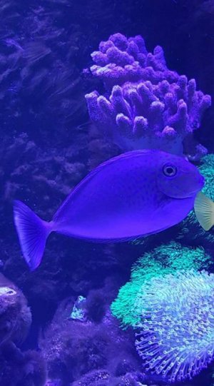 reef1.jpg