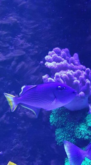 reef2.jpg
