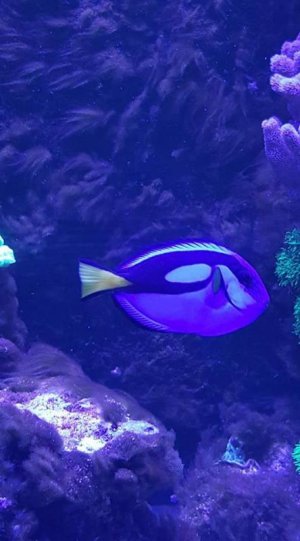 reef3.jpg