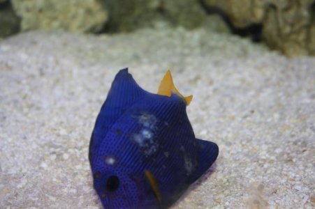 PurpleTwo_zpscec8ec77.jpg