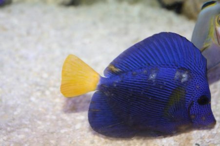 PurpleThree_zpseb30f1e7.jpg