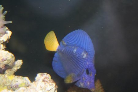 PurpleFour_zps89baa8b5.jpg