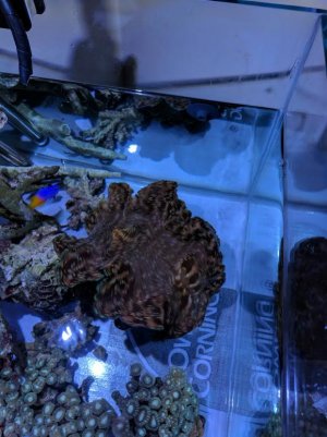 clam.jpg