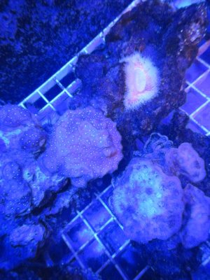 rockflower.JPG