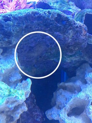 FullSizeRender 2.jpg