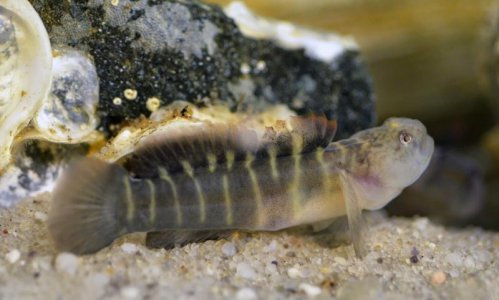big male naked goby.jpg