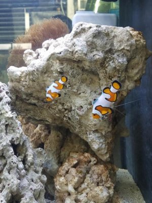 fish.jpg
