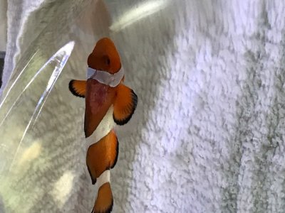 Clown During Treatment.JPG