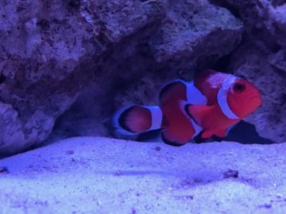 Clown after treatment.jpg