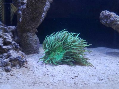 Elegance Coral from Sunday to Yesterday Afternoon.jpg