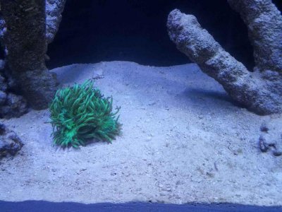 Elegance Coral a few days ago.jpg