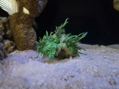 Elegance Coral Curled Up 1.jpg