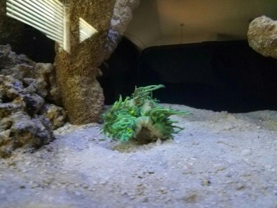 Elegance Coral Curled Up 2.jpg