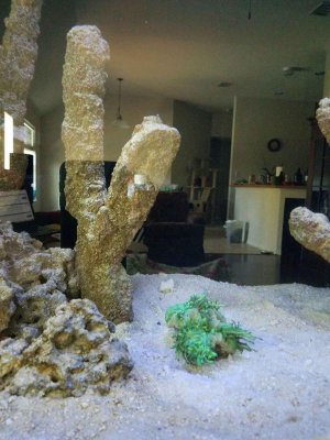 Elegance Coral In a Ball.jpg