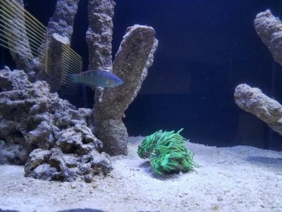 Lights up with Melanurus.jpg