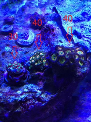 zoa1.jpg