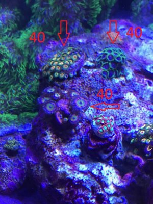 zoa2.jpg