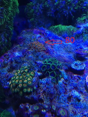 zoas3.jpg