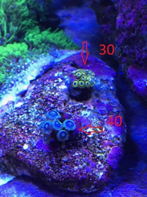 zoas4.jpg