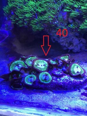 zoas5.jpg