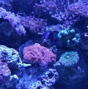 coral1.jpg