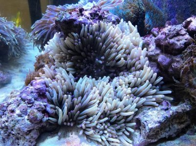 2017072801 Malu2.jpg