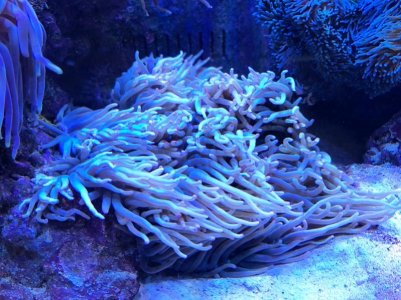 2017072801 Malu1.jpg