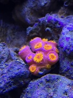 cup coral2.jpg