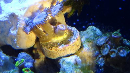 zoas.jpg