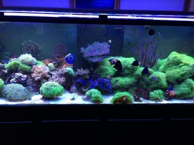 fish 6-12-17R.jpg