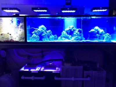 Reef Go lIve.jpg