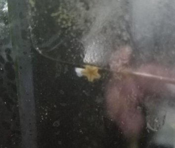 starfish baby.jpg