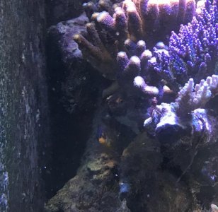 Regal2017072801.jpg