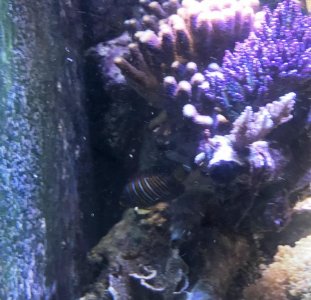Regal2017072802.jpg