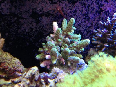 Acropora 1.jpg