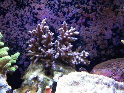 Acropora 2.jpg