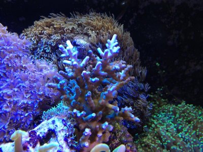 Acropora 3.jpg