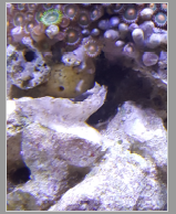 what is this yellow thing.PNG