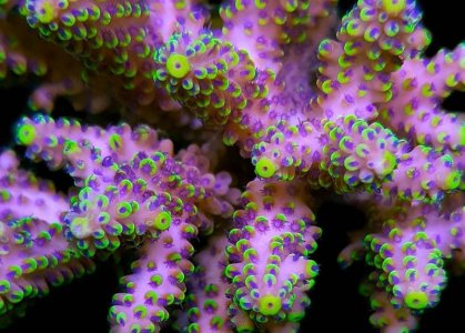 acropora-nasuta-ultimate.jpg