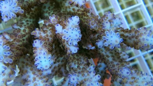 acropora-nasuta-blue-polyp.jpg