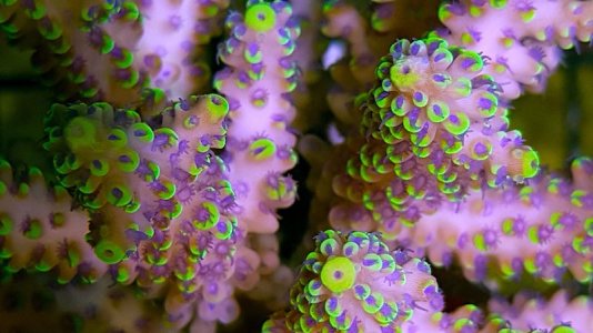 acropora-nasuta-pink.jpg