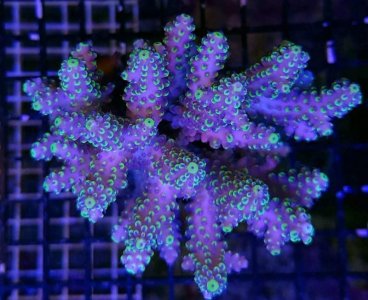 pink-acropora-nasuta-1024x836.jpg