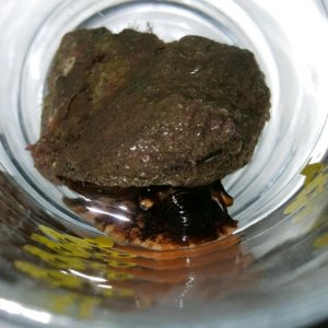 20170928_170012_crop_800x800.jpg