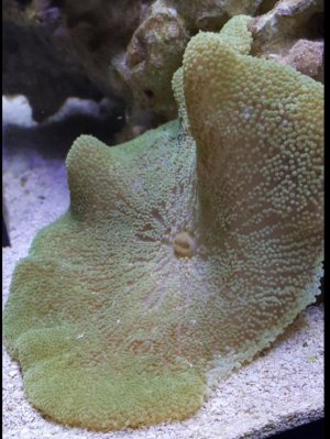 Green Carpet Nem.jpg