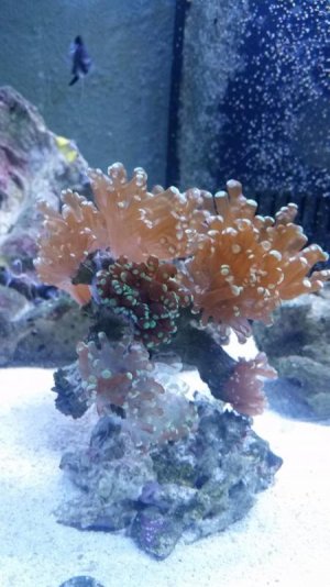Frogspawn.jpg
