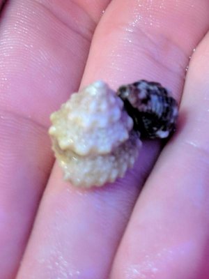 IMG_20171015_115502 (2).jpg