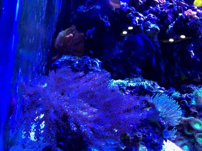 kanye tree coral.jpg